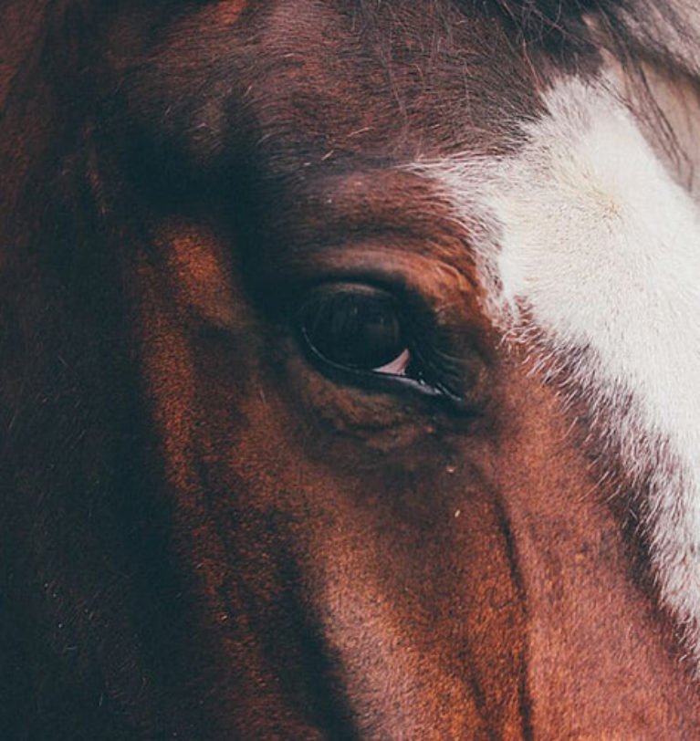 Escursioni a cavallo